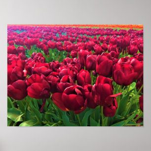 Rode Tulpen in een veld, Oregon Poster
