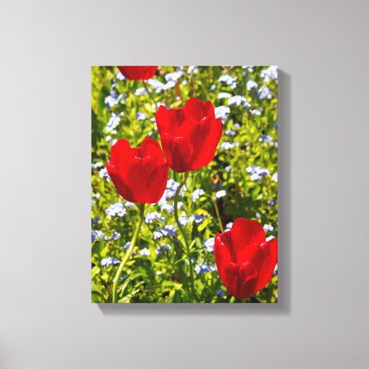 Rode tulpen in het veld canvas afdruk (Voorkant)
