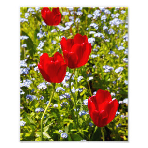 Rode Tulpen in het veld Foto Afdruk