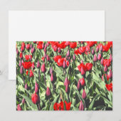 Rode tulpen kaart (Voorkant / Achterkant)