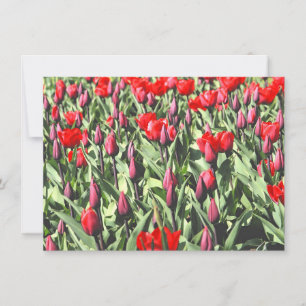 Rode tulpen kaart