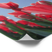 Rode tulpen onder zeer lage hoek, Cincinnati; Poster (Hoek)
