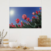 Rode tulpen onder zeer lage hoek, Cincinnati; Poster (Keuken)