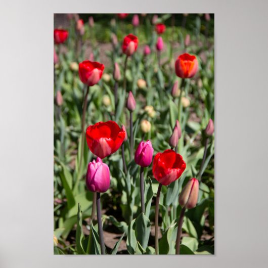 Rode tulpen op een zomerdag poster (Voorkant)