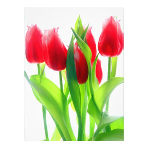 Rode tulpen op wit foto afdruk