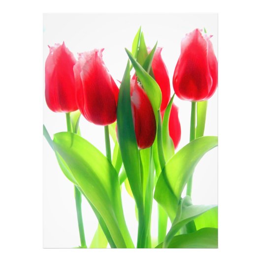 Rode tulpen op wit foto afdruk (Voorkant)