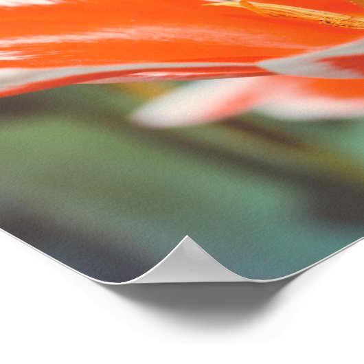 Rode tulpen poster (Hoek)