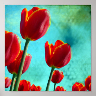 Rode tulpen poster