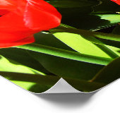 Rode tulpen poster (Hoek)