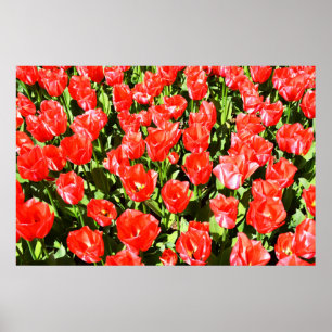 Rode tulpen poster
