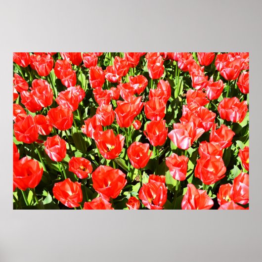 Rode tulpen poster (Voorkant)