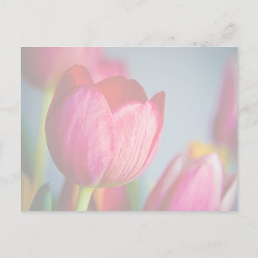 Rode Tulpen · Save the Date Briefkaart (Achterkant)