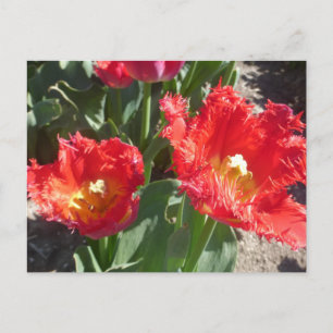 Rode Tulpen sluiten het Briefkaart van de DIY