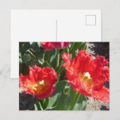 Rode Tulpen sluiten het Briefkaart van de DIY (Voorkant / Achterkant)