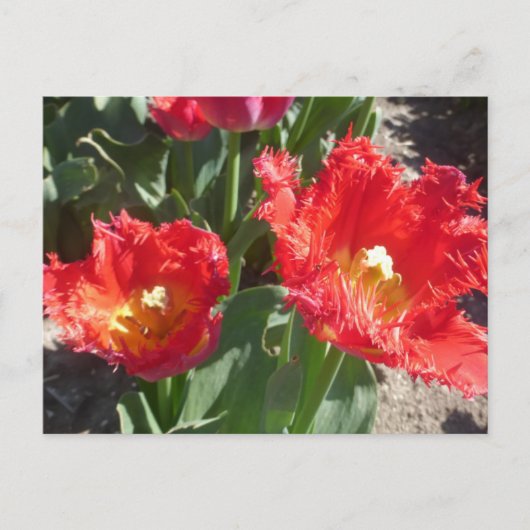 Rode Tulpen sluiten het Briefkaart van de DIY (Voorkant)