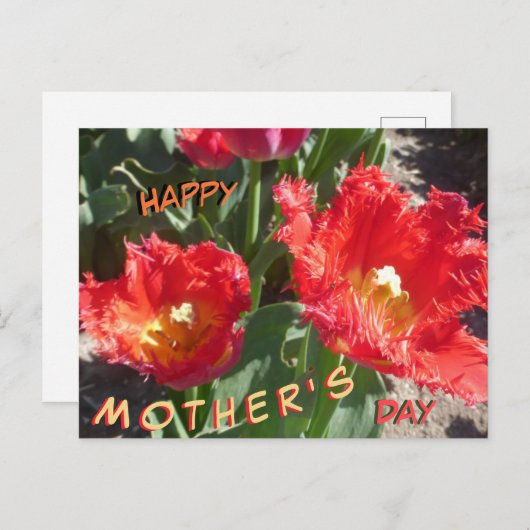 Rode Tulpen sluiten Moederdag Briefkaart (Voorkant / Achterkant)