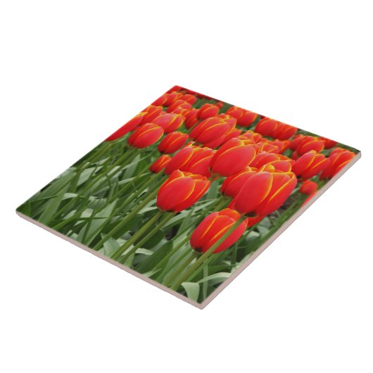 Rode tulpen tegeltje (Zijkant)