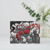 Rode Tulpen tegen zwart en wit Briefkaart (Staand voorkant)