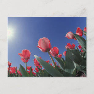 Rode tulpen vanuit een zeer lage hoek, Cincinnati, Briefkaart