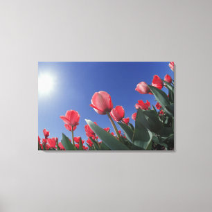 Rode tulpen vanuit een zeer lage hoek, Cincinnati, Canvas Afdruk
