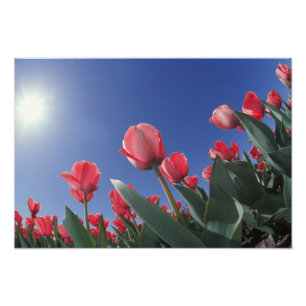 Rode tulpen vanuit een zeer lage hoek, Cincinnati, Foto Afdruk