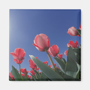 Rode tulpen vanuit een zeer lage hoek, Cincinnati, Magneet