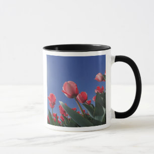 Rode tulpen vanuit een zeer lage hoek, Cincinnati, Mok