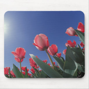 Rode tulpen vanuit een zeer lage hoek, Cincinnati, Muismat