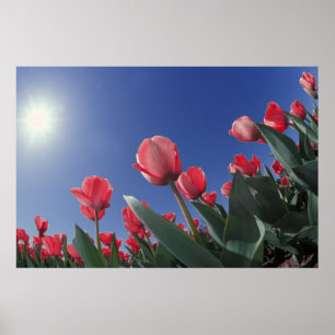Rode tulpen vanuit een zeer lage hoek, Cincinnati, Poster