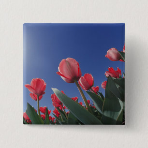 Rode tulpen vanuit een zeer lage hoek, Cincinnati, Vierkante Button 5,1 Cm