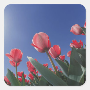 Rode tulpen vanuit een zeer lage hoek, Cincinnati, Vierkante Sticker