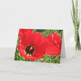 Rode Tulpen-Verjaardag Kaart