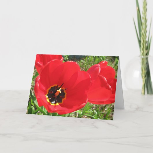 Rode Tulpen-Verjaardag Kaart (Voorkant)