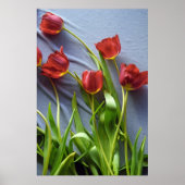 Rode tulpen voor het afdrukken van Kerstin-Poster Poster (Voorkant)