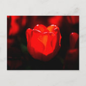 Rode Tulpventilator - Vuur Briefkaart (Voorkant)