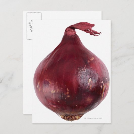 Rode ui geïsoleerd op witte achtergrond, DFF Briefkaart (Voorkant / Achterkant)
