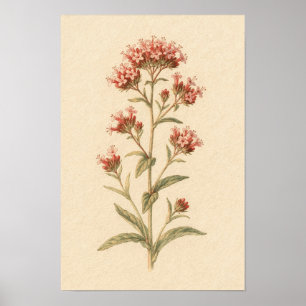 Rode Valeriaan Botanische Studie   12 × 18 Poster
