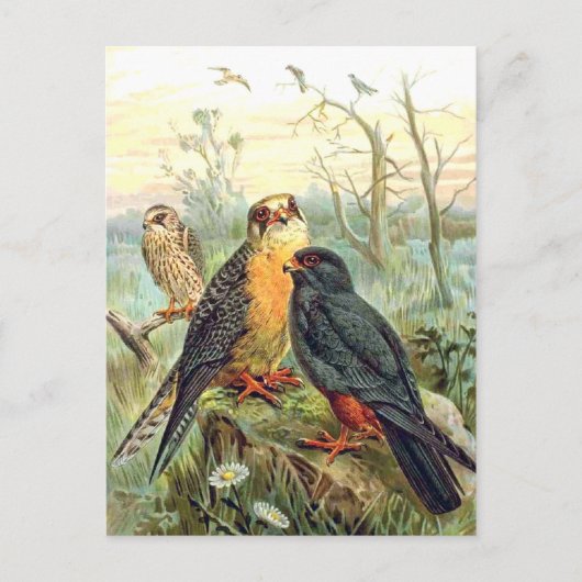 Rode valk briefkaart (Voorkant)
