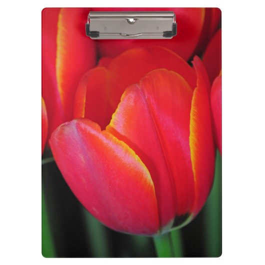 Rode veertulpen klembord (Voorkant)