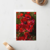 Rode veldpapavers notitiekaartje (Voorkant / Achterkant in situ)