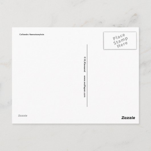 Rode ventilator - Calliandra Briefkaart (Achterkant)