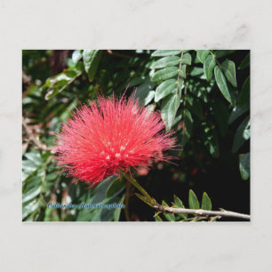 Rode ventilator - Calliandra Briefkaart