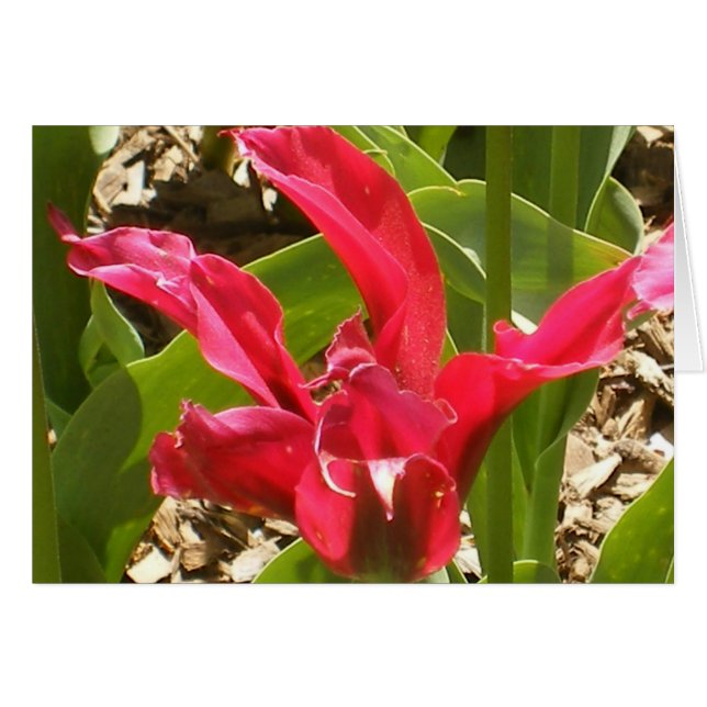 Rode ventilator - Gepersonaliseerd (Voorkant Horizontaal)