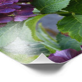 Rode Violet Hydrangea Bloeit Bloemig Foto Afdruk (Hoek)