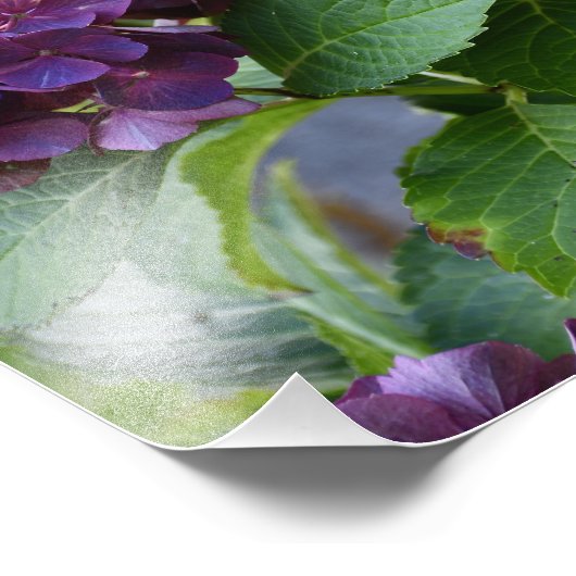 Rode Violet Hydrangea Bloeit Bloemig Foto Afdruk (Hoek)