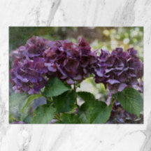 Rode Violet Hydrangea Bloeit Bloemig