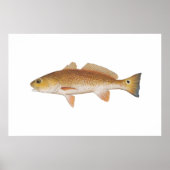 Rode vis - Rood drum Poster (Voorkant)