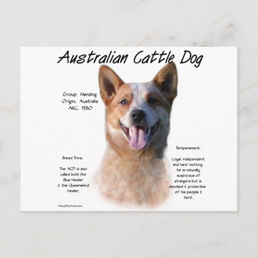 Rode vlek Australische vee hond geschiedenis Briefkaart (Voorkant)