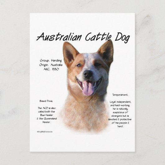 Rode vlek Australische vee hond geschiedenis Briefkaart (Voorkant)