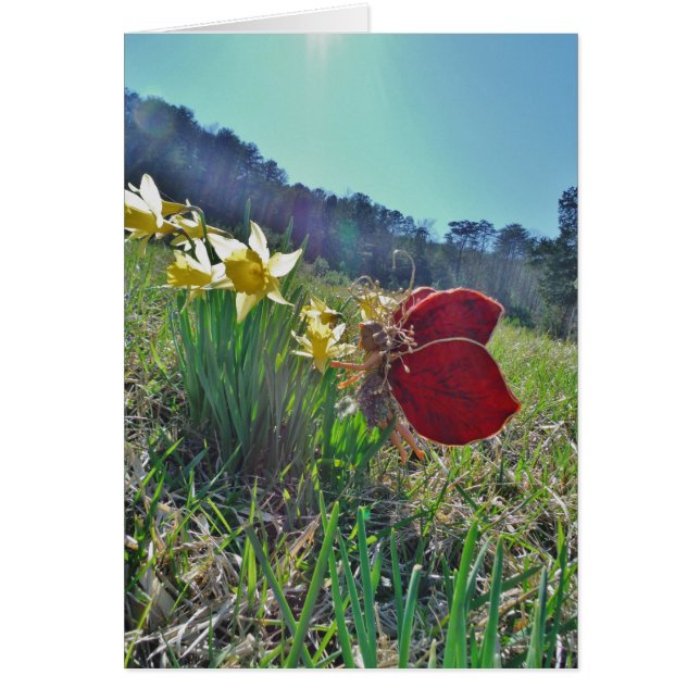 rode vleugelfee en daffodils (Voorkant)
